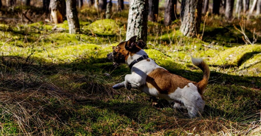 森の中で自由に走る犬の様子を撮影した自然風景