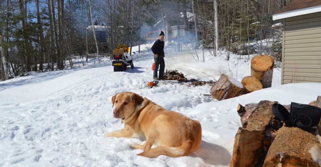 夏と冬のキャンプに対応した犬用装備の比較イメージ