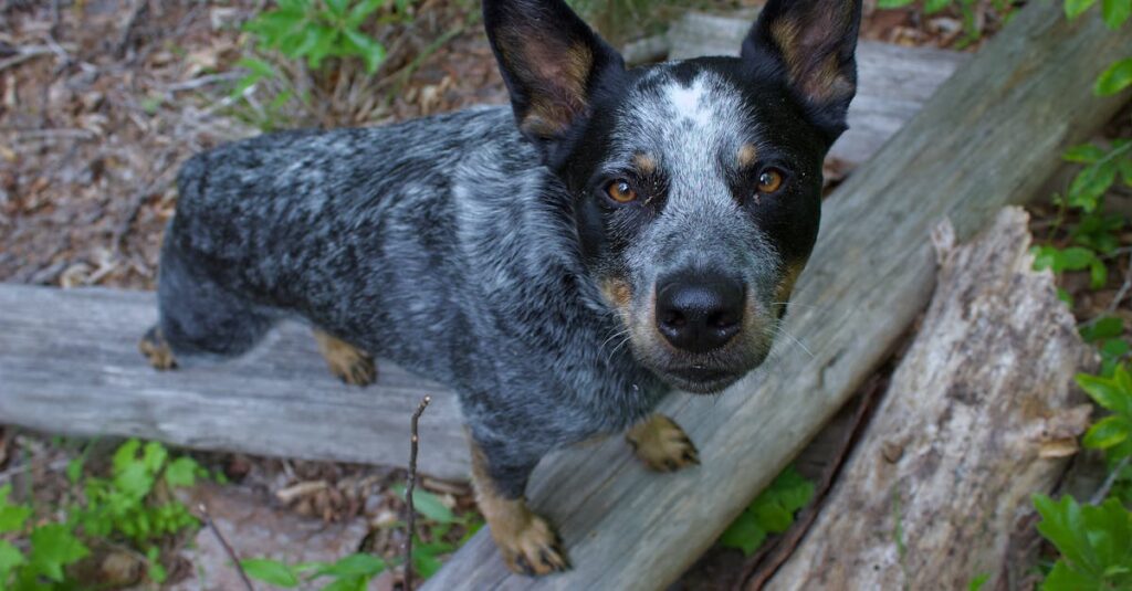 犬連れキャンプで守るべき三大マナーを示すシーン、安全で快適なアウトドアの雰囲気