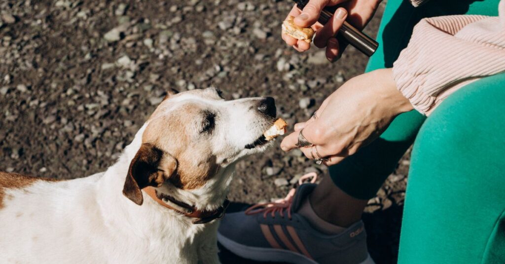飼い主と犬が静かなキャンプ場で心地よく過ごす様子、マナーを守って共に楽しむ姿