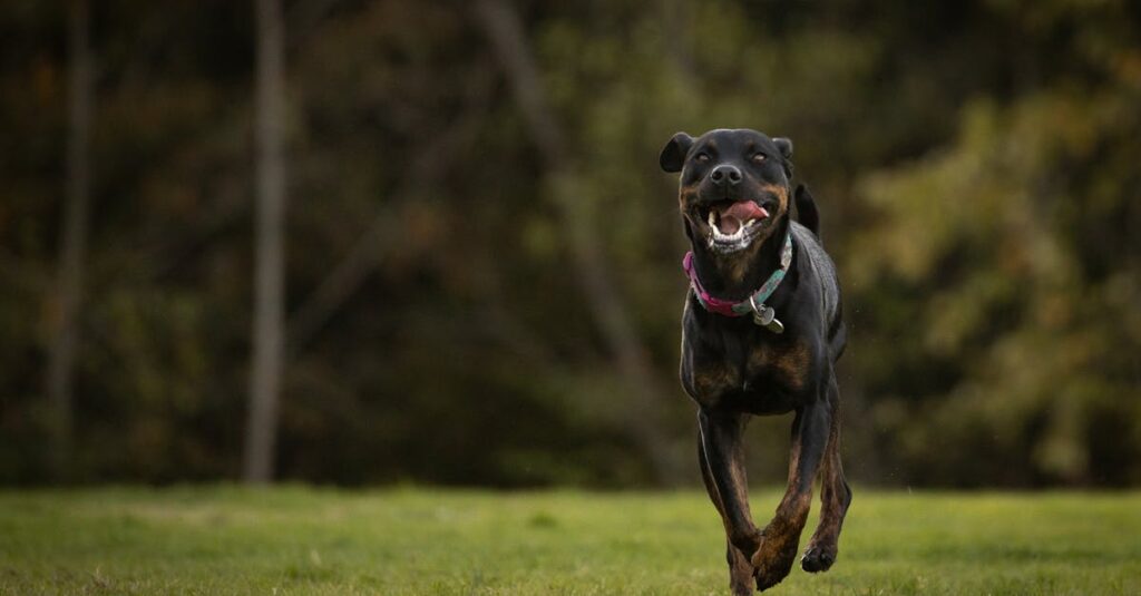 森の中で自由に走る犬の様子を撮影した自然風景