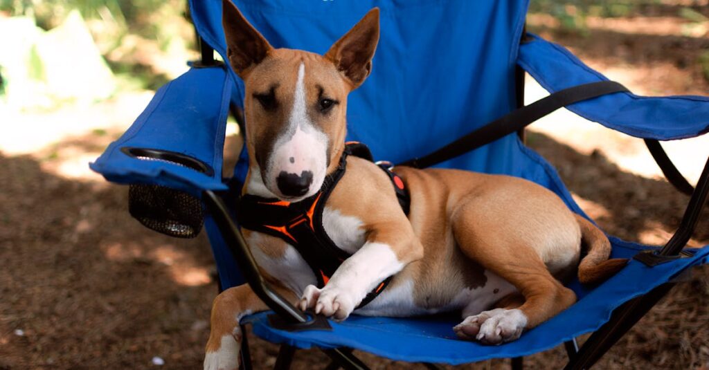 犬連れキャンプ中のありがちなNG行動を描いたシーン、注意が必要なトラブルの例