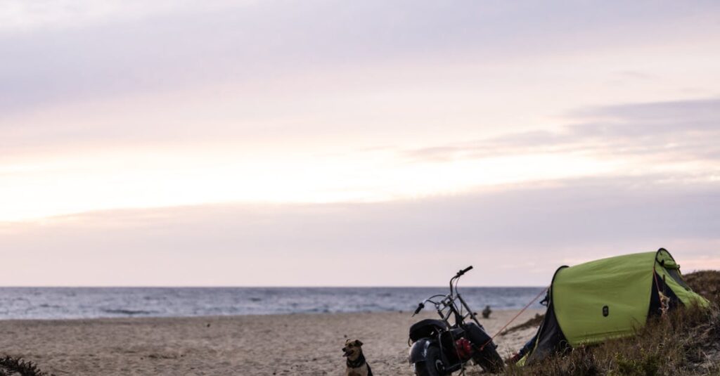 自然の中でテントと一緒に過ごす犬と飼い主の様子