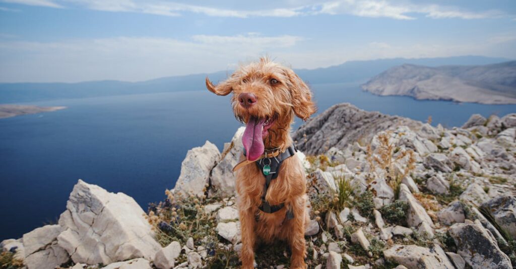 キャンプを楽しんで満足そうな表情をする犬とその飼い主の笑顔