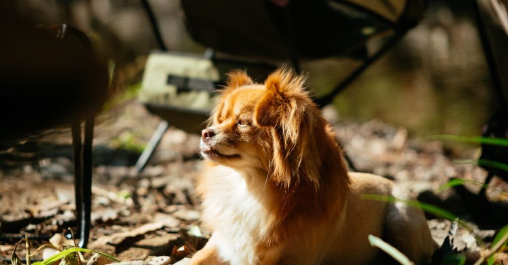 夏・冬・雨の日の犬連れキャンプに必要な装備を季節ごとに示した図