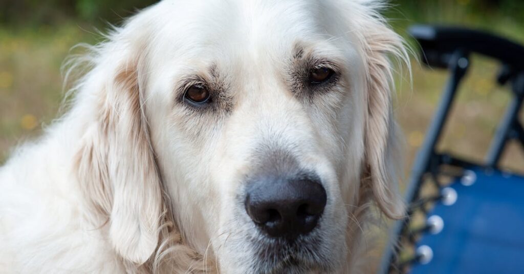 ドッグフリーサイトで柵の中を自由に歩く犬の様子