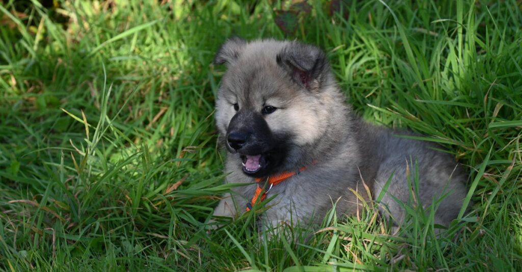 キャンプを楽しんで満足そうな表情をする犬とその飼い主の笑顔