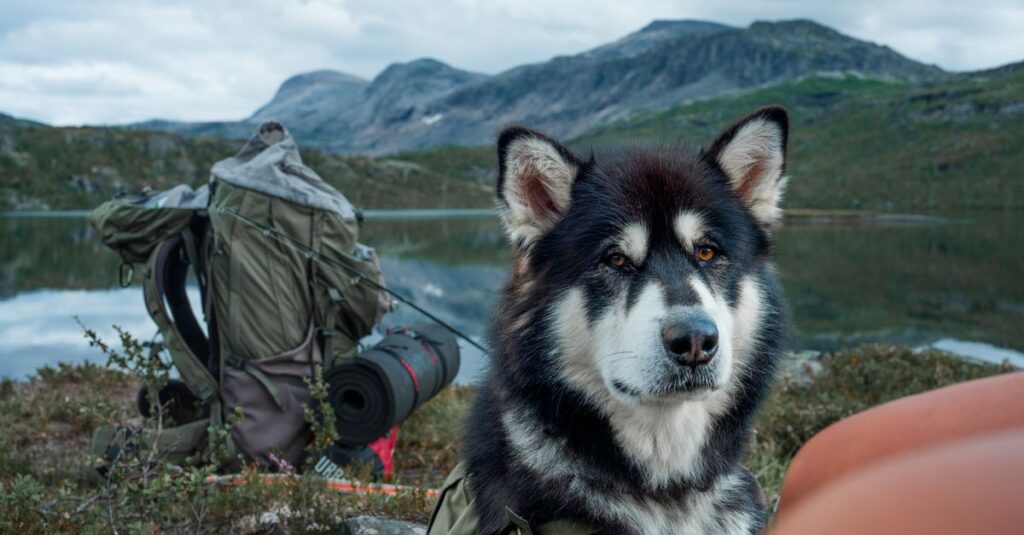 犬連れキャンプ前に確認すべき持ち物や準備項目のチェックリスト、安全で快適な旅の準備