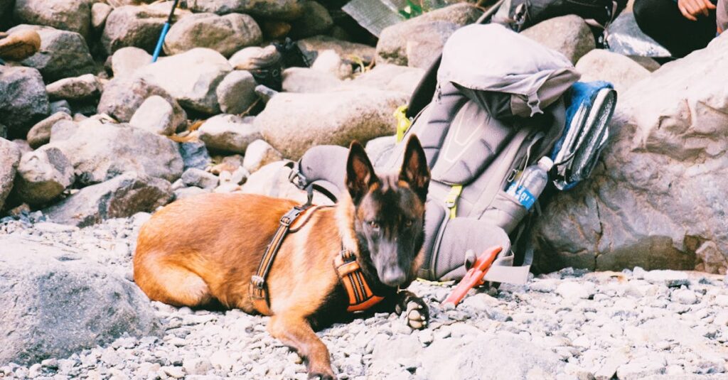 キャンプ場に設置されたドッグランで遊ぶ犬の様子