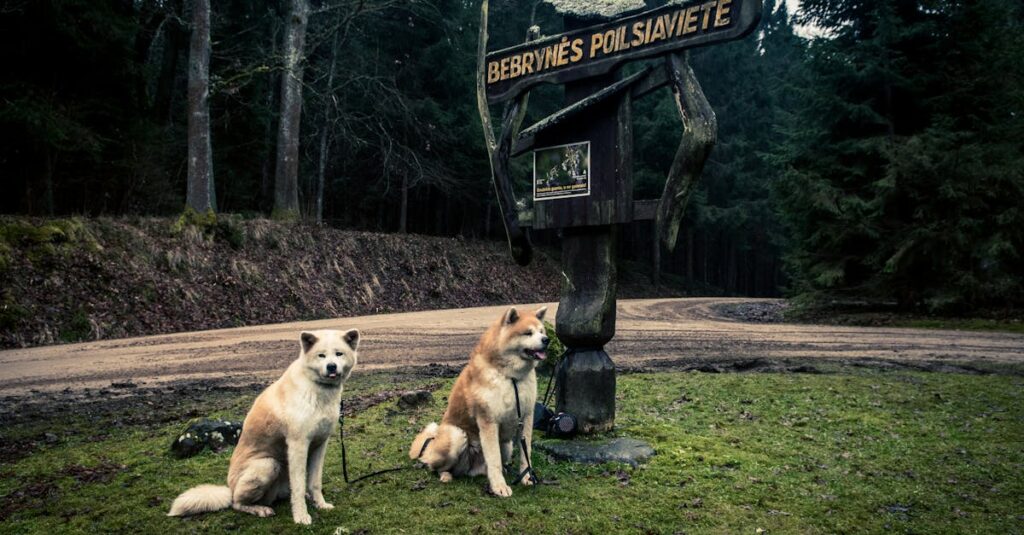 ドッグフリーサイトで柵の中を自由に歩く犬の様子