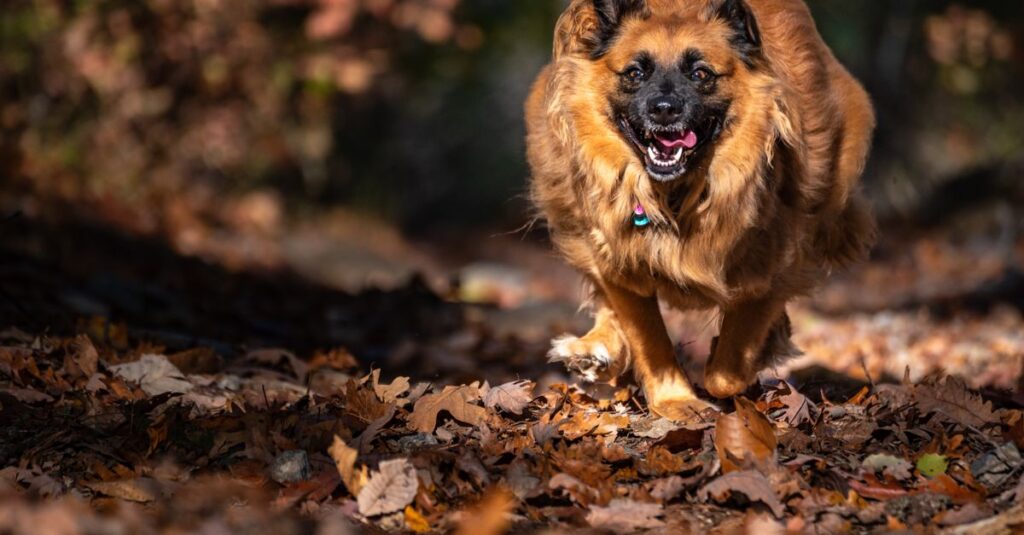 森の中で自由に走る犬の様子を撮影した自然風景