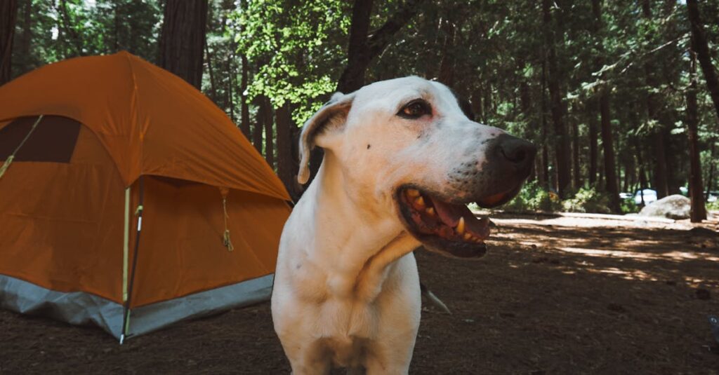 SNSに投稿された犬とのキャンプの写真やコメント画面のイメージ