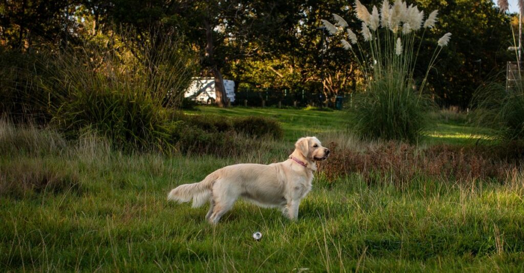 犬のためにレイアウトや環境に配慮された快適なキャンプサイトの様子、犬が安心して過ごす姿