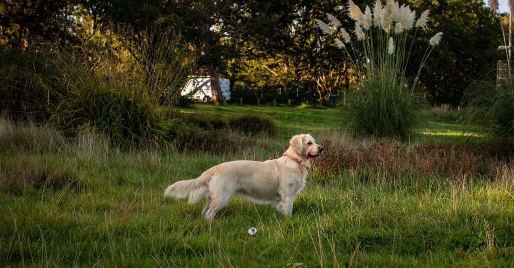 犬のためにレイアウトや環境に配慮された快適なキャンプサイトの様子、犬が安心して過ごす姿