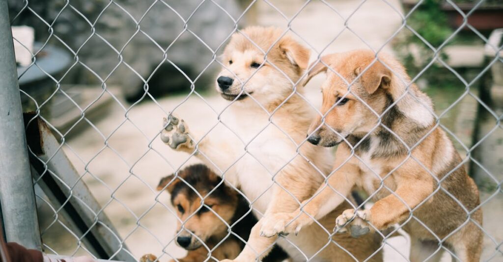 ドッグフリーサイトで柵の中を自由に歩く犬の様子