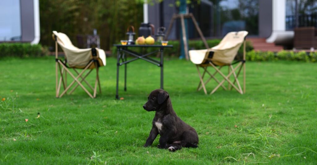 キャンプ場に設置されたドッグランで遊ぶ犬の様子