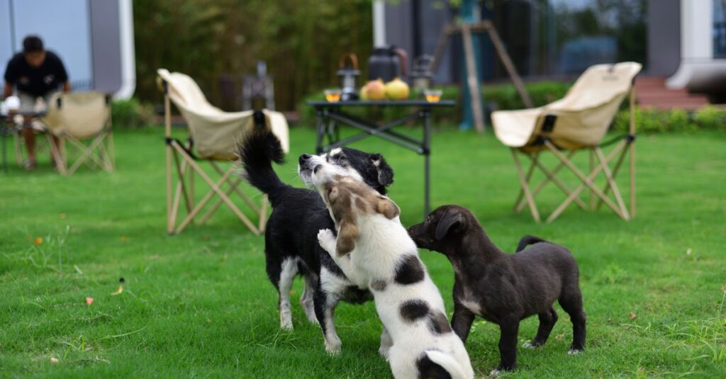 ドッグフリーサイトで柵の中を自由に歩く犬の様子