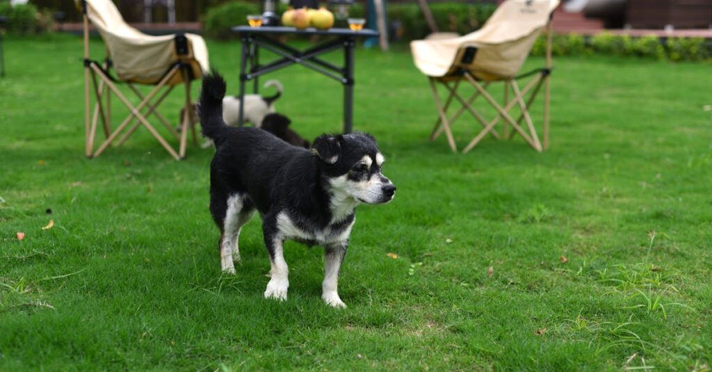 犬連れキャンプで初心者が直面する失敗とその対処法を示すイラスト