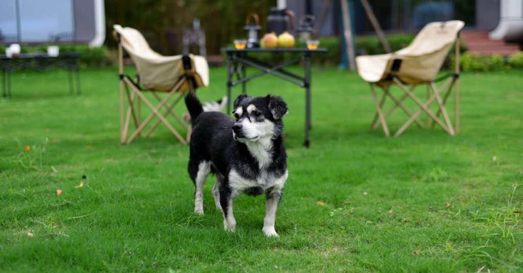 犬のためにレイアウトや環境に配慮された快適なキャンプサイトの様子、犬が安心して過ごす姿
