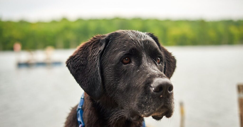 犬のためにレイアウトや環境に配慮された快適なキャンプサイトの様子、犬が安心して過ごす姿