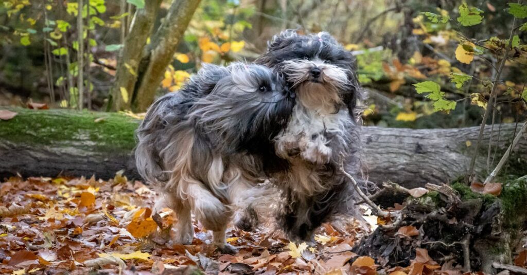 森の中で自由に走る犬の様子を撮影した自然風景