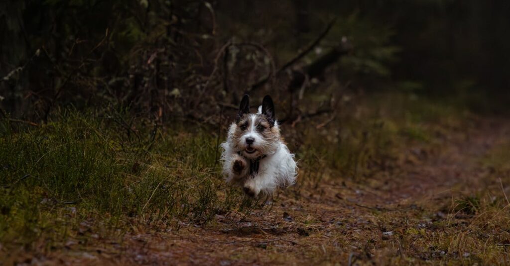 森の中で自由に走る犬の様子を撮影した自然風景