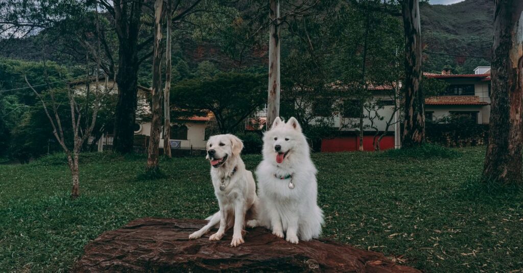 犬のためにレイアウトや環境に配慮された快適なキャンプサイトの様子、犬が安心して過ごす姿