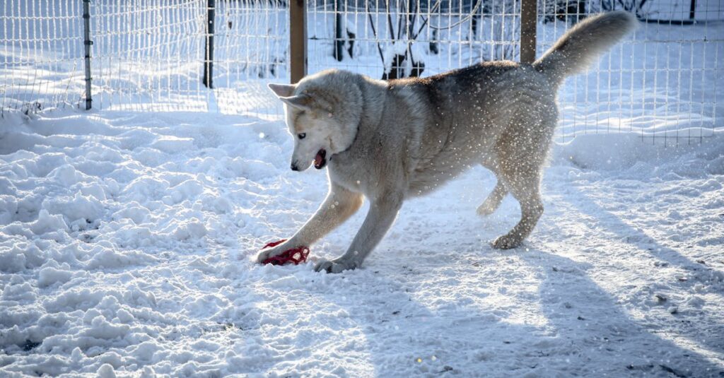 ドッグフリーサイトで柵の中を自由に歩く犬の様子