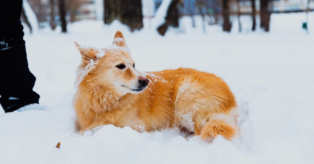キャンプ場に設置されたドッグランで遊ぶ犬の様子
