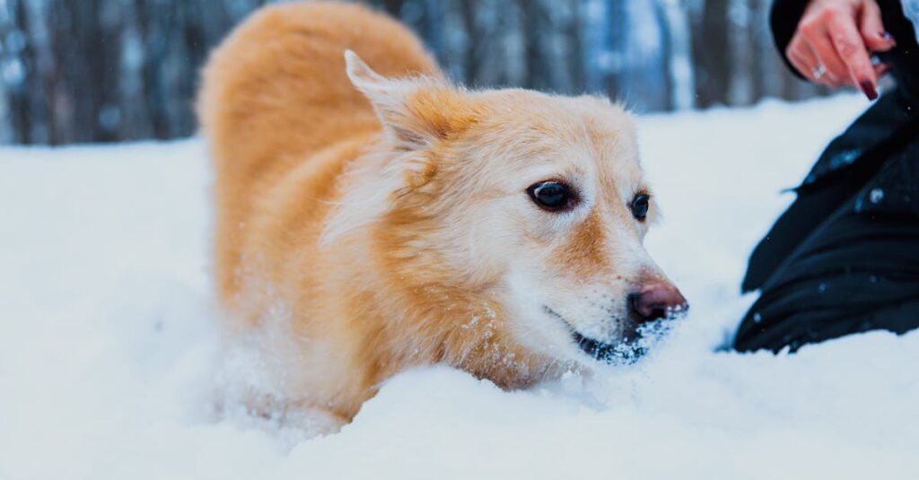 キャンプを楽しんで満足そうな表情をする犬とその飼い主の笑顔