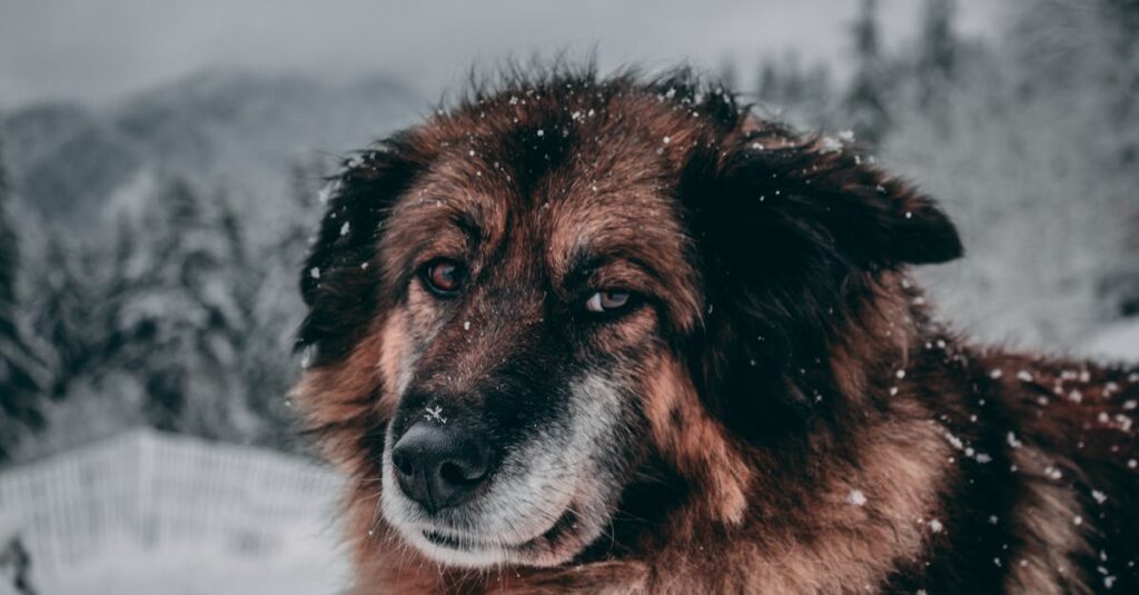 夏・冬・雨の日の犬連れキャンプに必要な装備を季節ごとに示した図