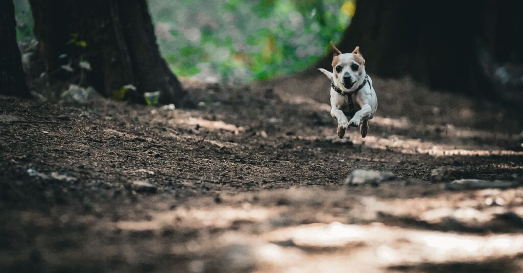 森の中で自由に走る犬の様子を撮影した自然風景