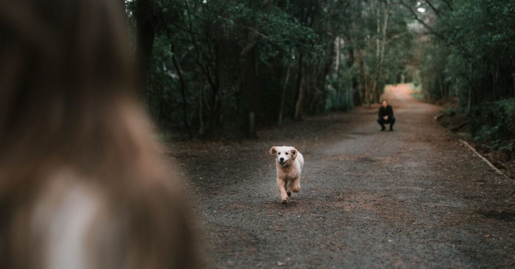 焚き火のそばでリラックスする犬と飼い主の夜のキャンプシーン