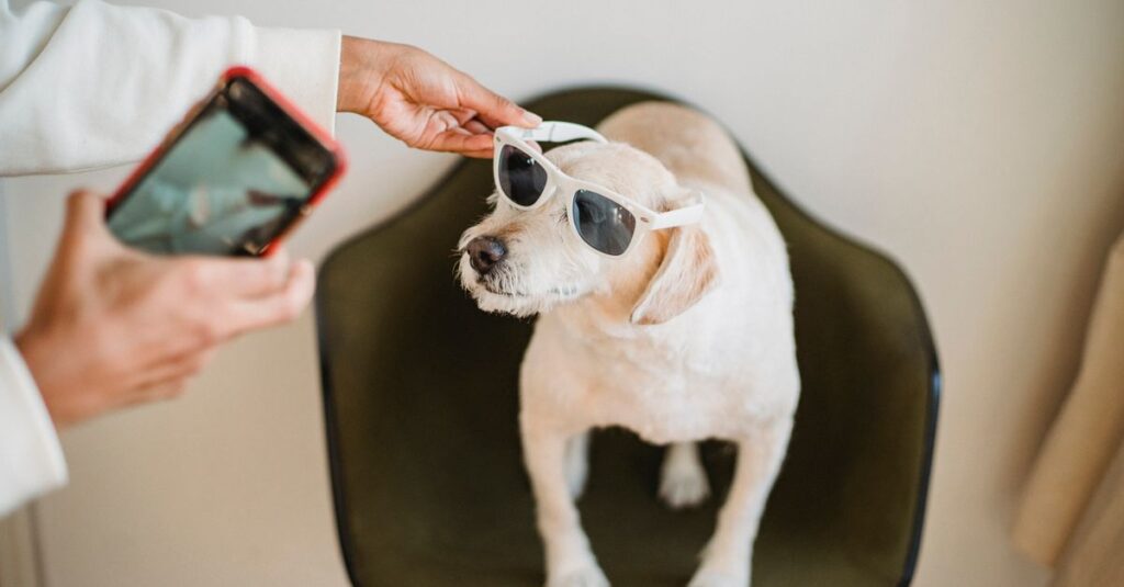 SNSに投稿された犬とのキャンプの写真やコメント画面のイメージ