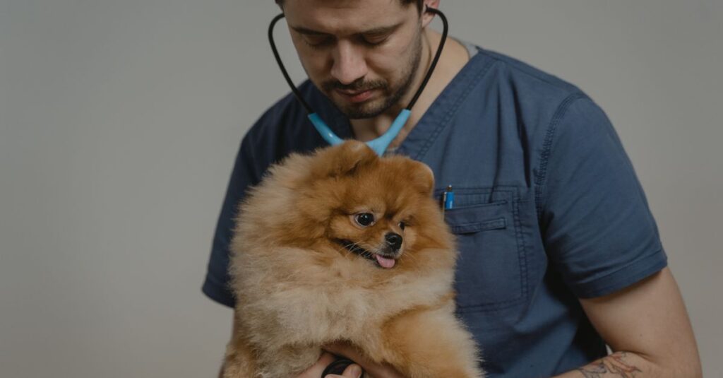 キャンプ前に健康チェックを受ける犬と獣医の様子