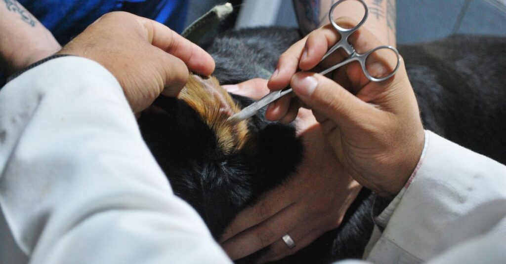 キャンプ前に健康チェックを受ける犬と獣医の様子