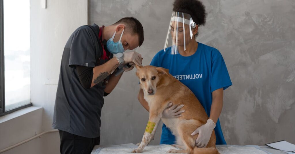 キャンプ前に健康チェックを受ける犬と獣医の様子