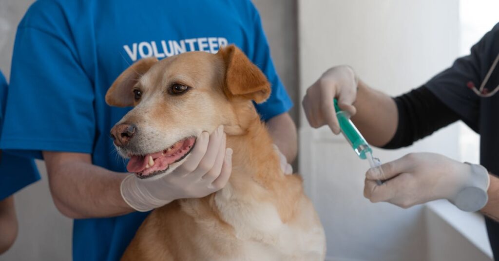 キャンプ前に健康チェックを受ける犬と獣医の様子