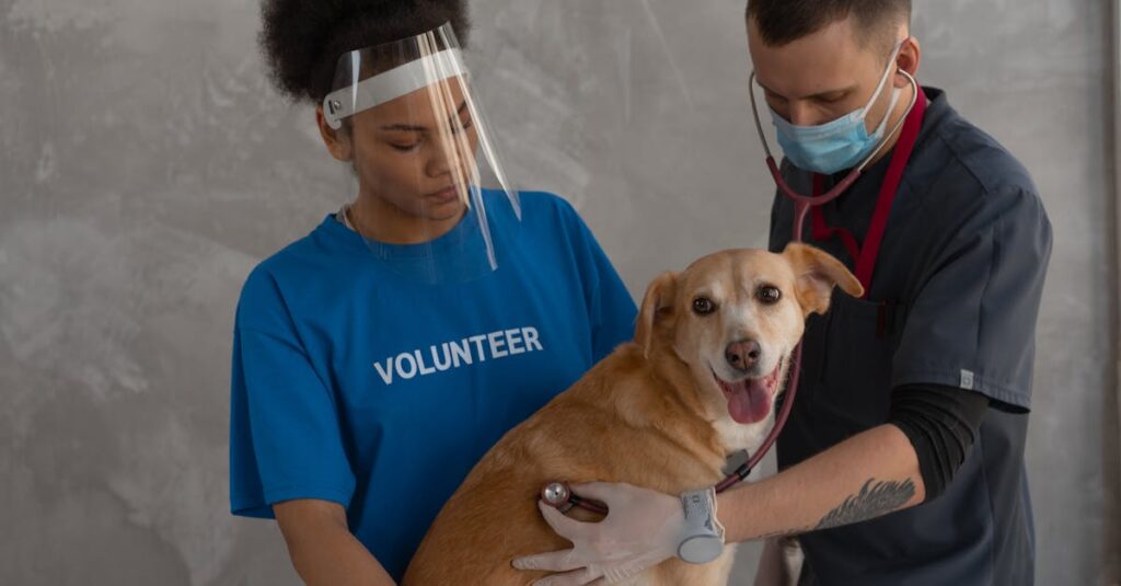 キャンプ前に健康チェックを受ける犬と獣医の様子