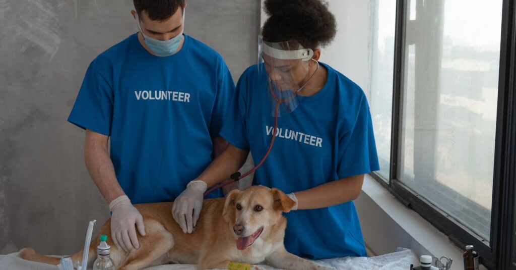 キャンプ前に健康チェックを受ける犬と獣医の様子