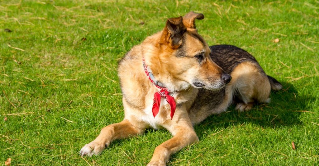 犬のためにレイアウトや環境に配慮された快適なキャンプサイトの様子、犬が安心して過ごす姿