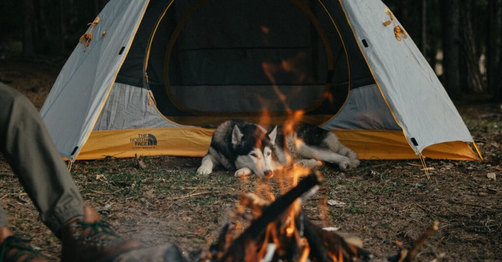 犬連れキャンプで初心者が直面する失敗とその対処法を示すイラスト