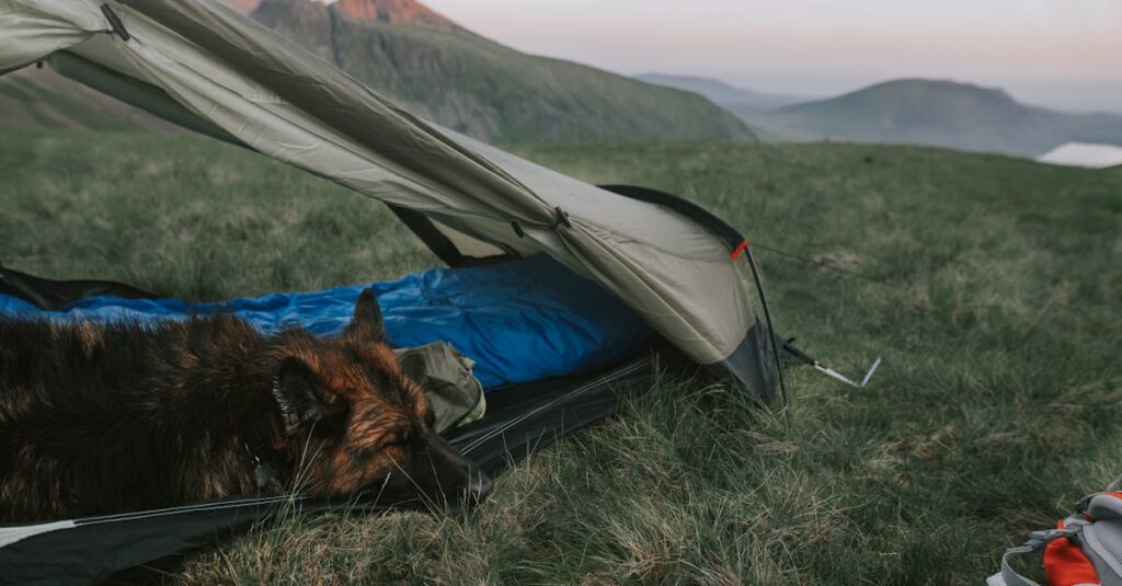 自然の中でテントと一緒に過ごす犬と飼い主の様子