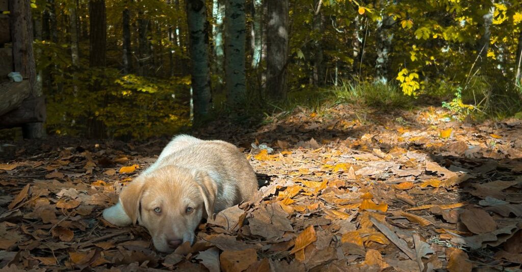 色づいた紅葉に囲まれた秋のキャンプ場で過ごす人々の様子を写した写真