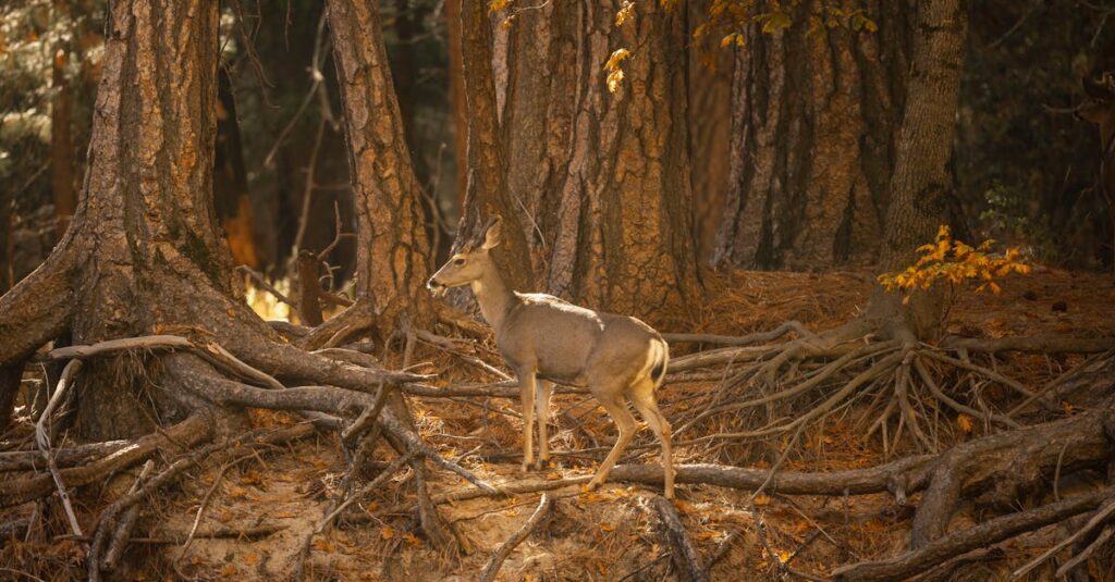 色づいた紅葉に囲まれた秋のキャンプ場で過ごす人々の様子を写した写真
